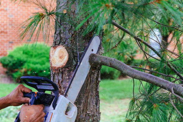 Reliable Oglesby, IL Tree Removal and Landscaping Services Solutions